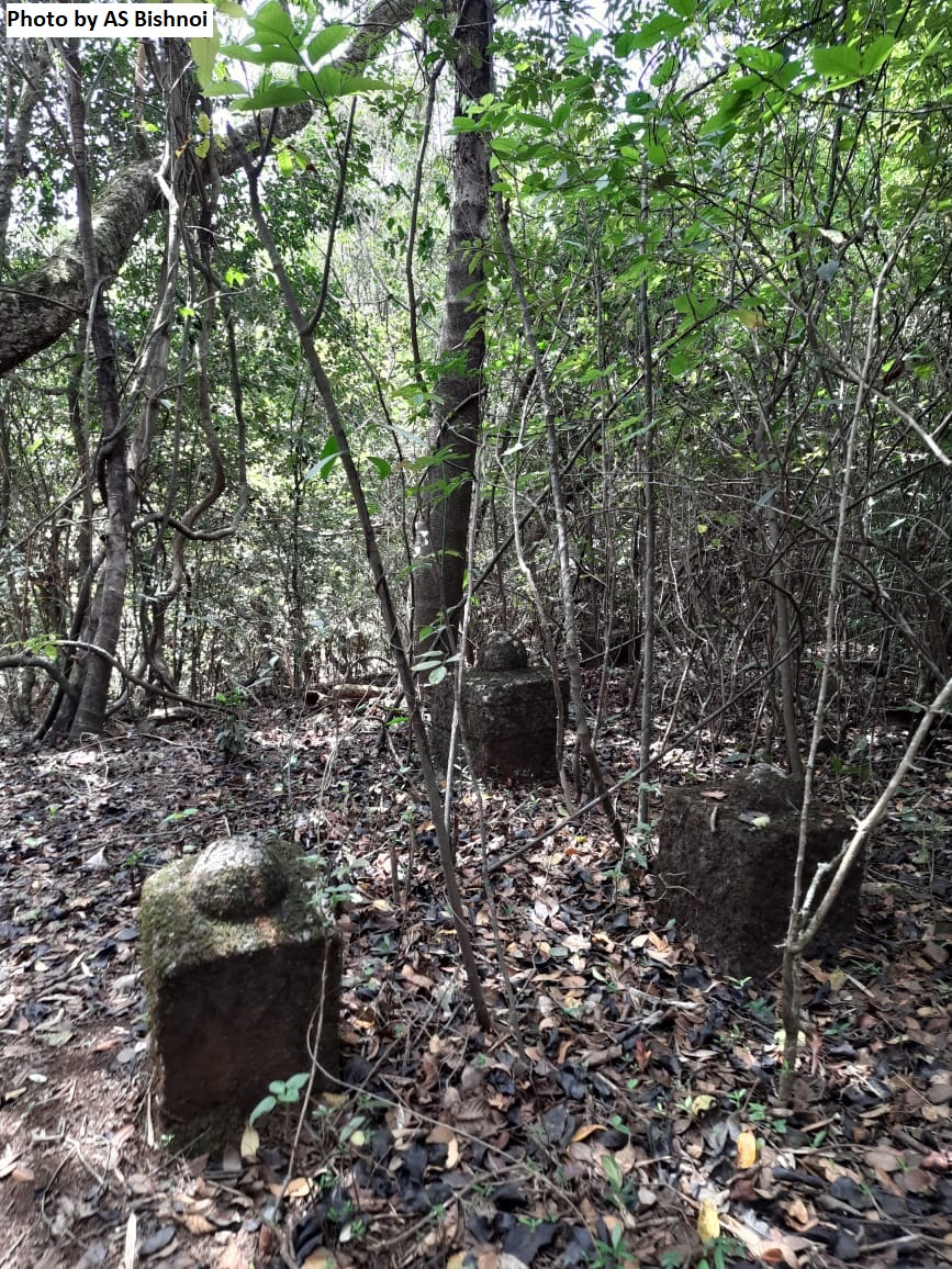 trees sacred grove