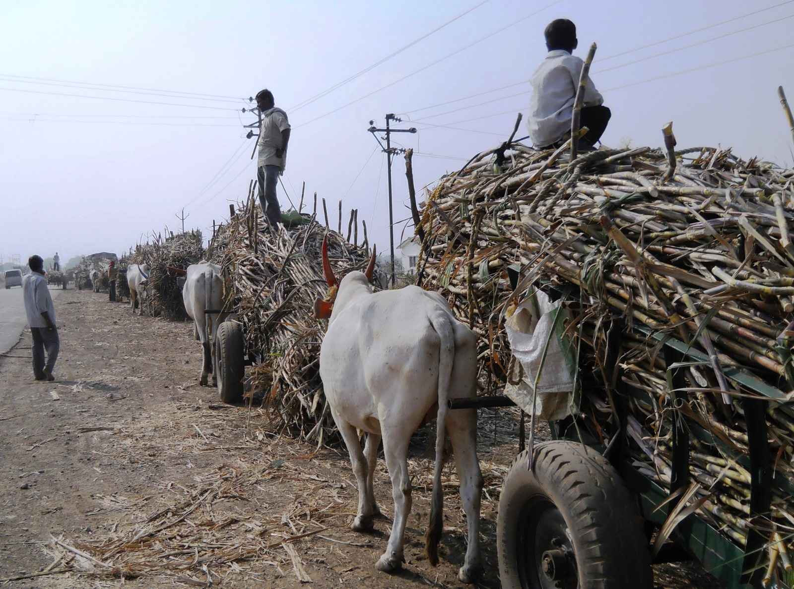 Over 1 Lakh Bulls Spared as Animal Rahat Mechanises Sugarcane Transport in Maharashtra