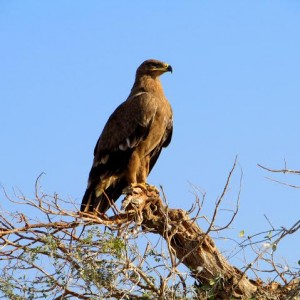 iucn red list bird