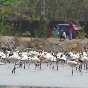 Waterbird Count 4