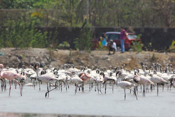 Waterbird Count 4