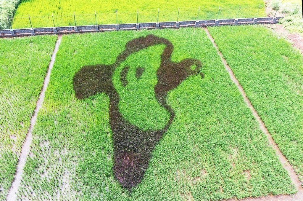 Paddy Art by Shrikant Ingalhalikar (1)