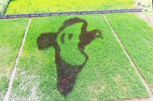 Paddy Art by Shrikant Ingalhalikar (1)