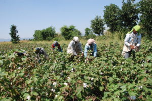 cotton-farm.JPG
