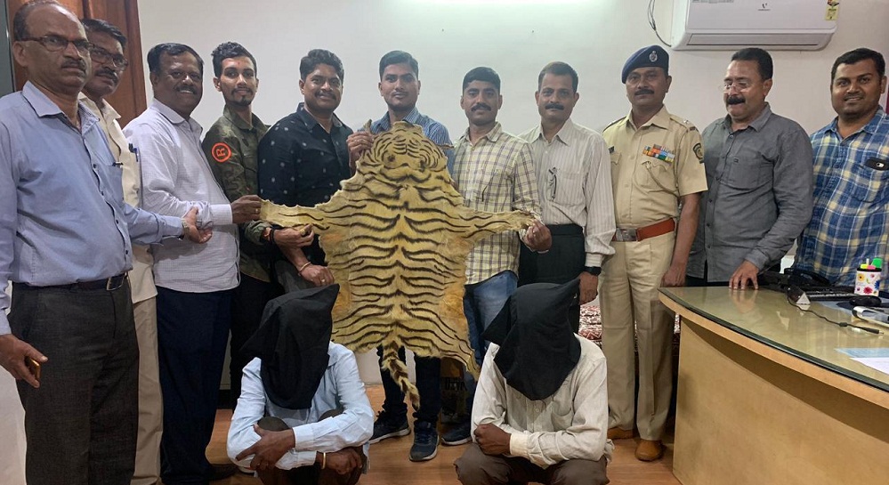 Pune Police Seizes Tiger skin worth Rs five lakhs