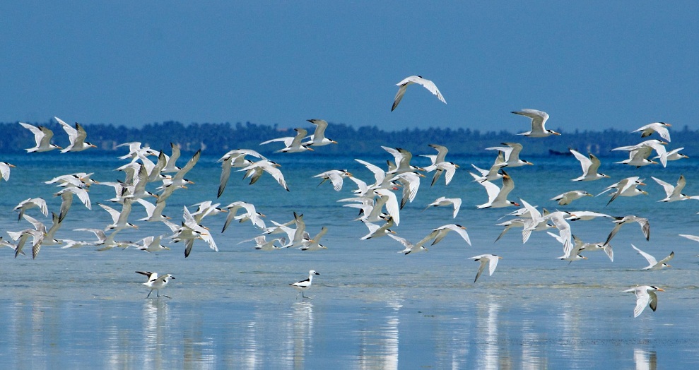 migratory birds