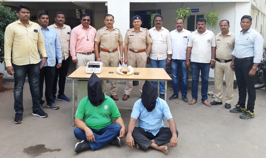 Vimantal police Pune recovers elephant ivory