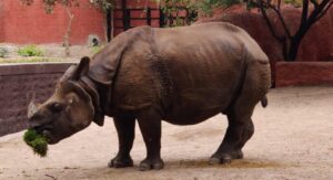 rhino