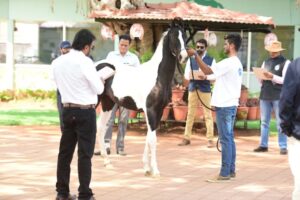 Horses at the Annual Marwari Breed Show (2)