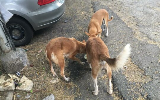 stray dogs in Pune
