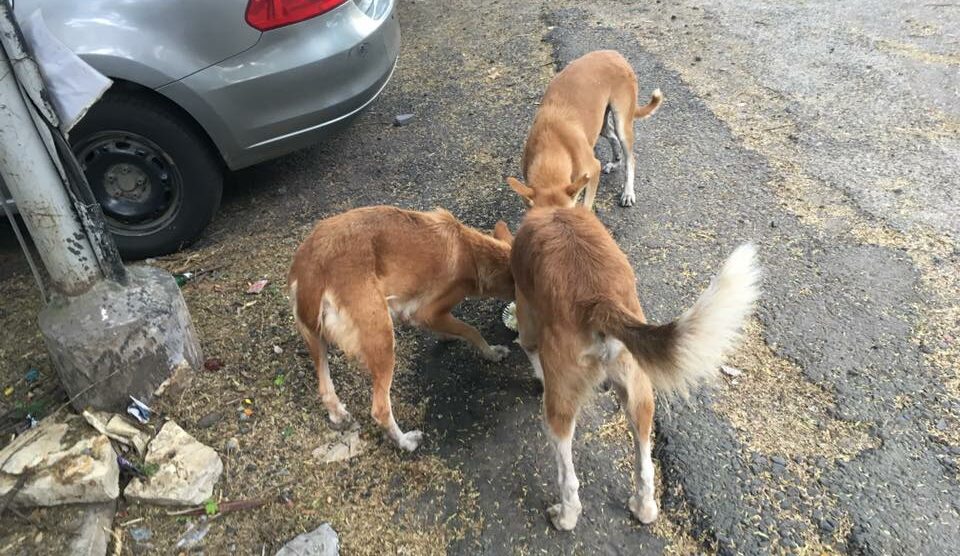 stray dogs in Pune
