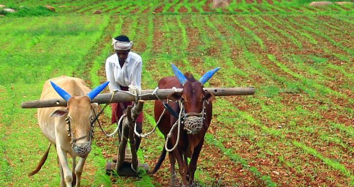 Agricultural Farming