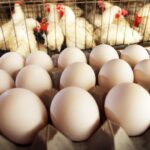 Pune Fish, Meat and Chicken Prices Remain Stable; Egg Rates Rise