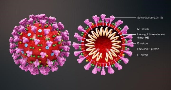Corona virus The story of Heist