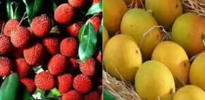 Lichi Mango