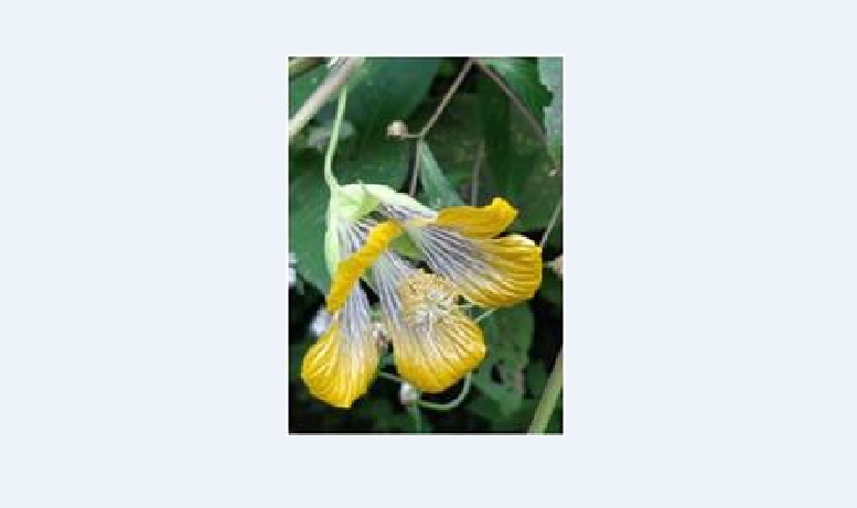 Abutilon ranadei, a Critically Endangered endemic species from the northern Western Ghats