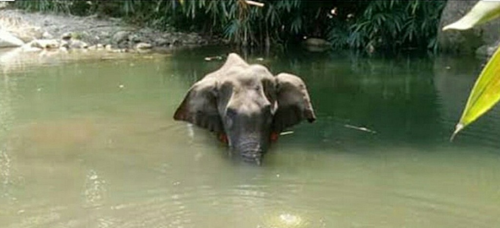 elephant kerala