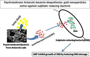 Eco-friendly Synthesis of Gold Nanoparticles from Antarctic Bacteria for Therapeutic Use