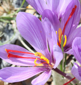 Saffron