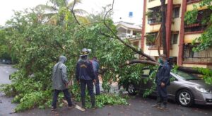 Tree fall incidents in Pune and PCMC