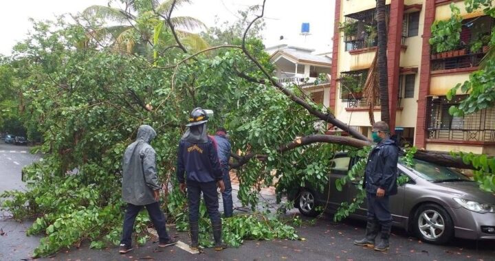 Tree fall incidents in Pune and PCMC