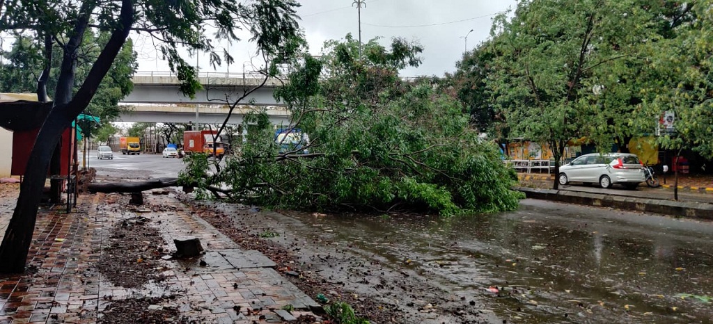 tree fall due to rain