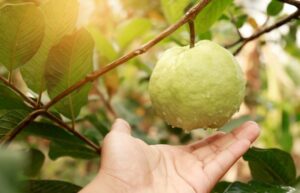 Empowering Farmers to Self-Sufficiency
