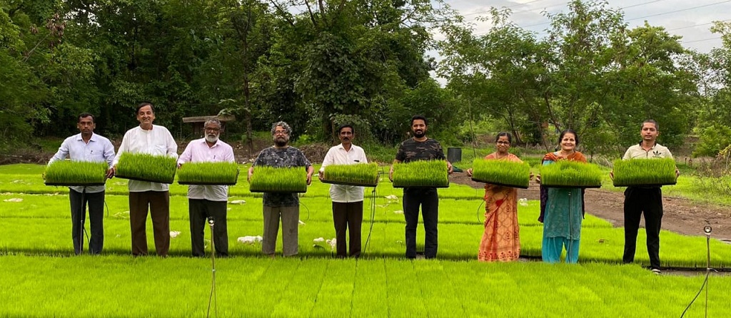 Wada Kolam rice