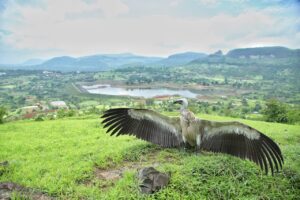 Critically endangered Long-Billed Vulture