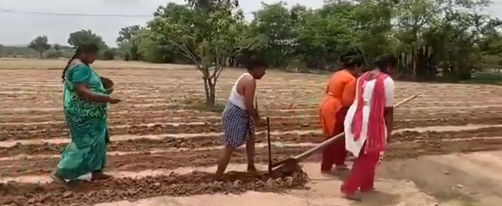 farmer uses daughters for ploughing field