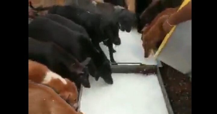 Dog drinking temple milk