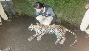 Pune: Leopard killed in road accident