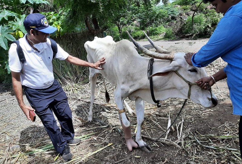 Salil Jain with Cow