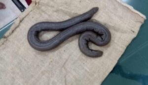 Sand Boa Snake