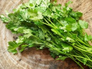 coriander-leaves