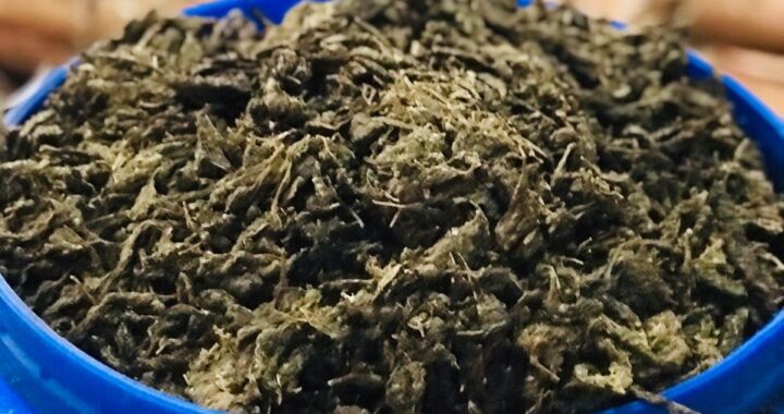 ganja cannabis marijuana