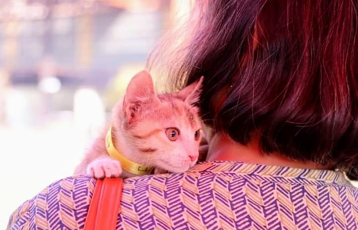 Pune: Indie Puppies and Kitten Adoption Camp On November 29 – Punekar News