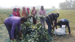Bihar Farmer