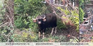 Indian Gaur