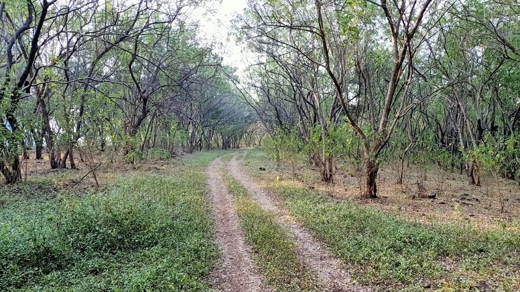 forest kondhwa nibm pune