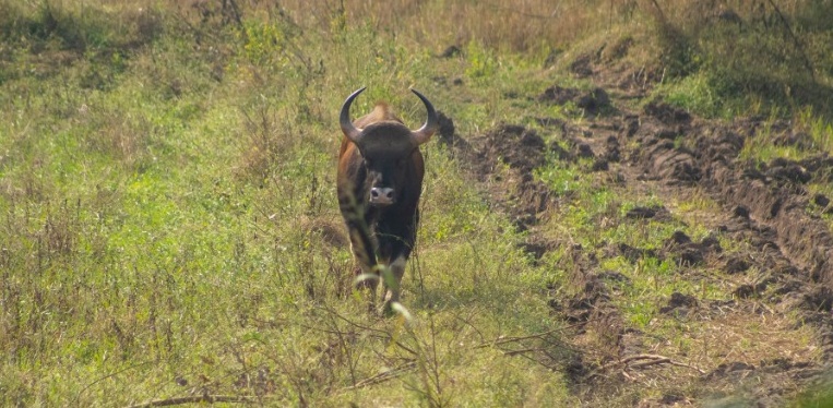 indian gaur bison