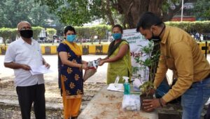 milk pouch for plant sapling