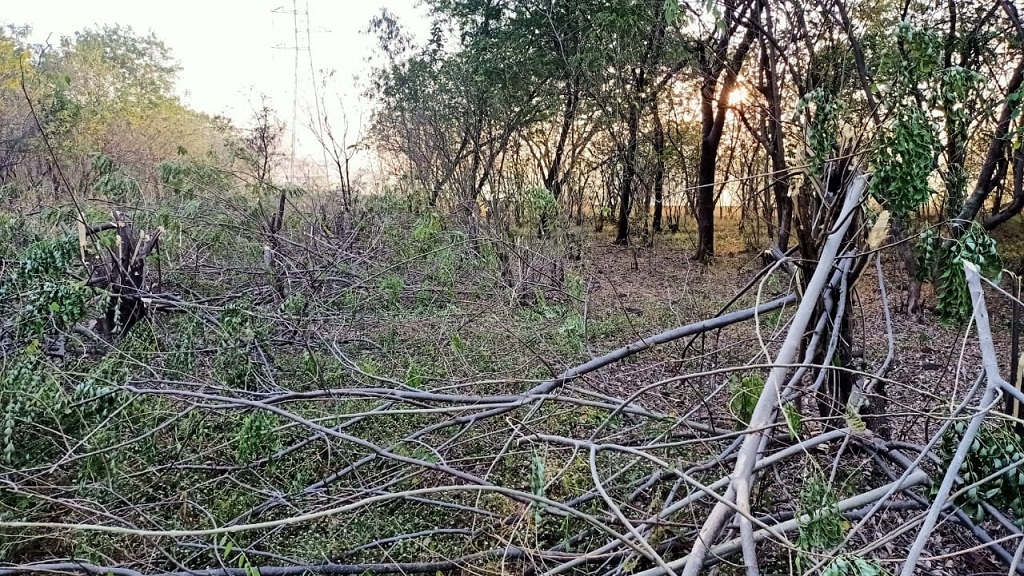 tree nibm reserve forest