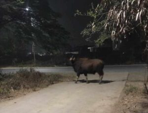 Hinjewadi: Now Indian Gaur Sighted In Maangaon