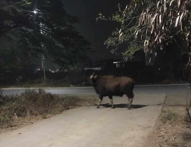 Hinjewadi: Now Indian Gaur Sighted In Maangaon