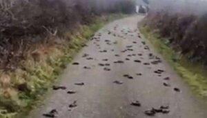 Birds Died