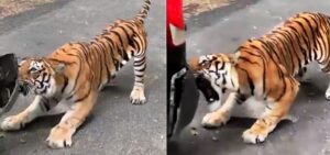 Tiger Pulls A Tourist's Van Using His Teeth - Video Goes Viral