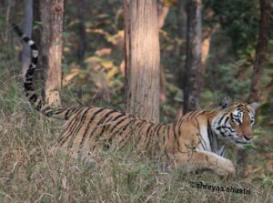 Tourists Witness Tigress Hunt Sambar Deer At Pench National Park