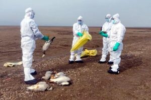 bird-flu