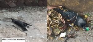 crow dead in Pune Camp